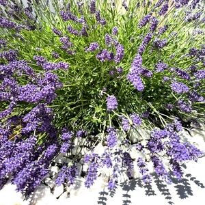 ✨✨✨✨✨Let’s Keep shining☀️